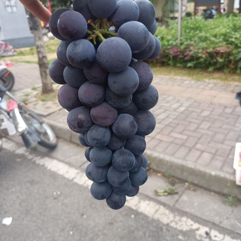 新鲜大棚巨峰葡萄大量上市品质优良全国供应欢迎来电