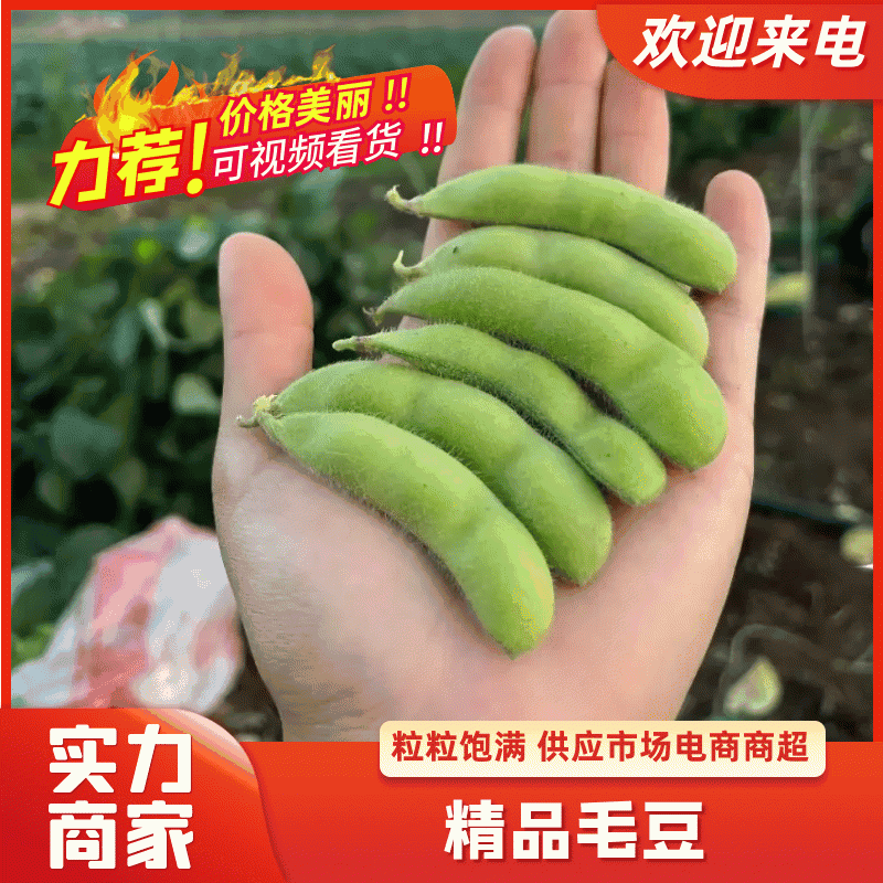 精品毛豆山东翠绿宝毛豆量大从优质优价廉对接全国