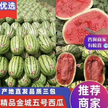 山西运城金城5号西瓜2026大棚无籽西瓜口感清甜