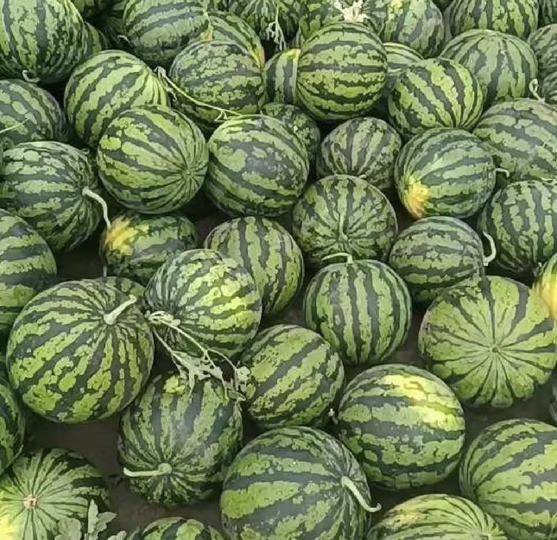 黄心西瓜特写