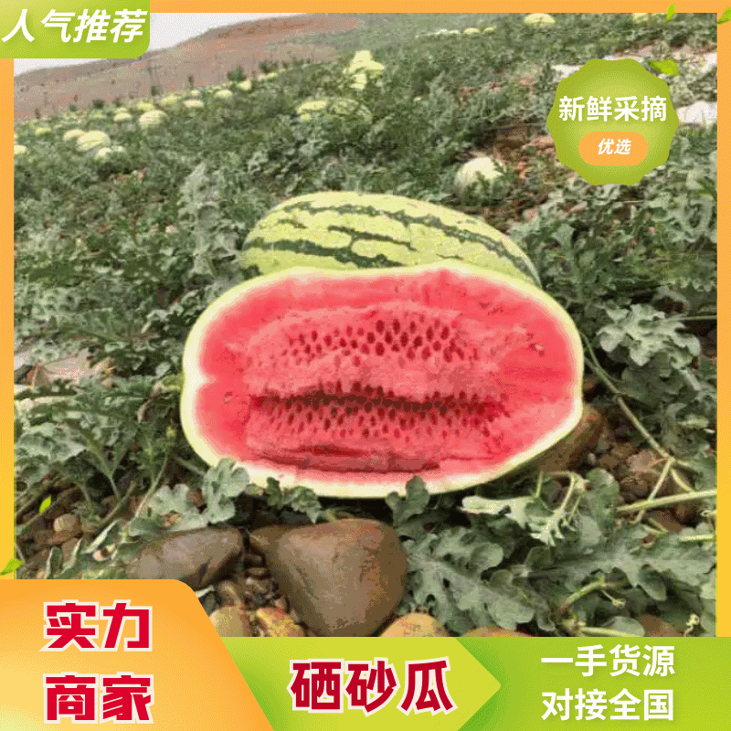 靖远石头瓜大量上市，产地一手货源直发，小薄皮大红瓤