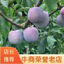 【推荐】陕西精品五月脆李子，一手货源品质好价格低欢迎选购