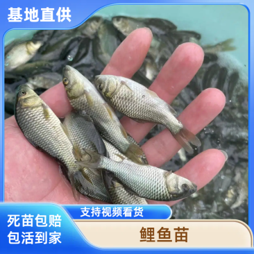 鲤鱼苗，快大建鲤鱼，场地直销，量大优惠，送货上门。