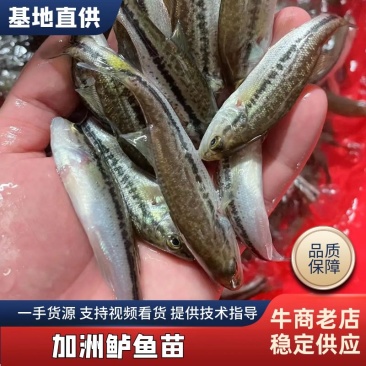 加洲鲈鱼苗，技术孵化优质鲈鱼苗，生长快发病少。