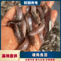 塘角鱼苗，技术孵化优质快大良种苗，适应能力强周期短