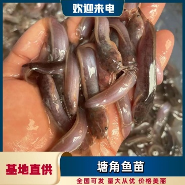 塘角鱼苗，技术孵化优质快大良种苗，适应能力强周期短