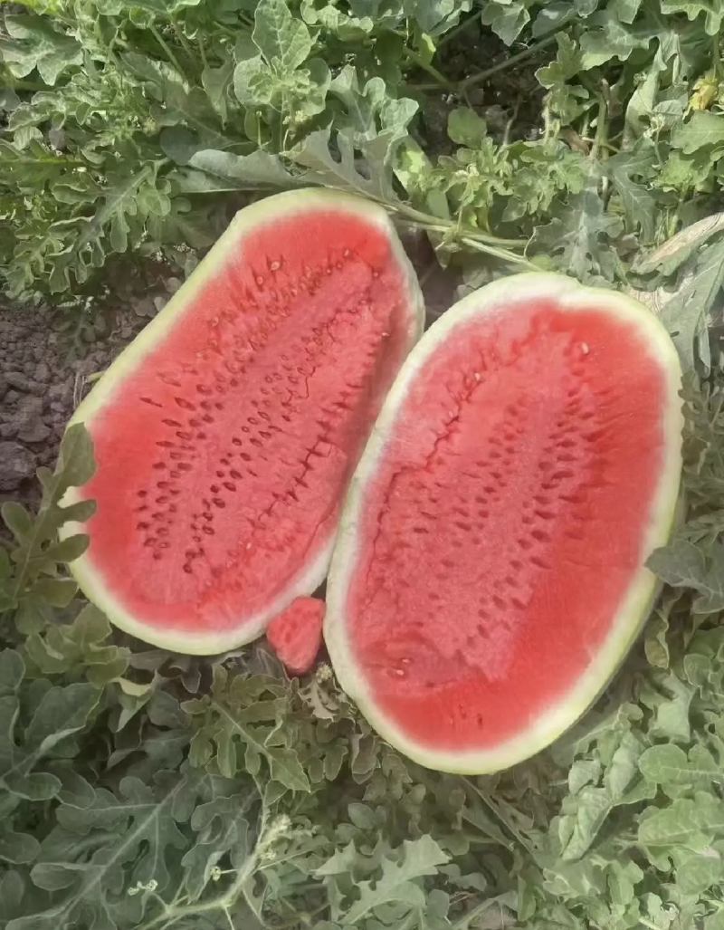 【硒砂瓜】宁夏硒砂瓜石缝瓜皮薄多汁大量供应全国发货