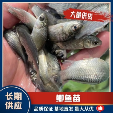 鲫鱼苗，中科五，中科三号优质技术催产良种苗，技术指导。