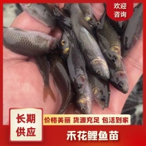 禾花鲤鱼苗，技术指导养殖规划，可以高密度养殖成活率高