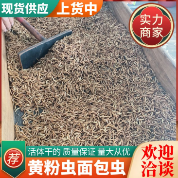 山东黄粉虫干虫营养丰富基地直发质量保证全国发货