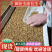 优质黄粉虫干虫面包虫基地直供自产自销质量保证