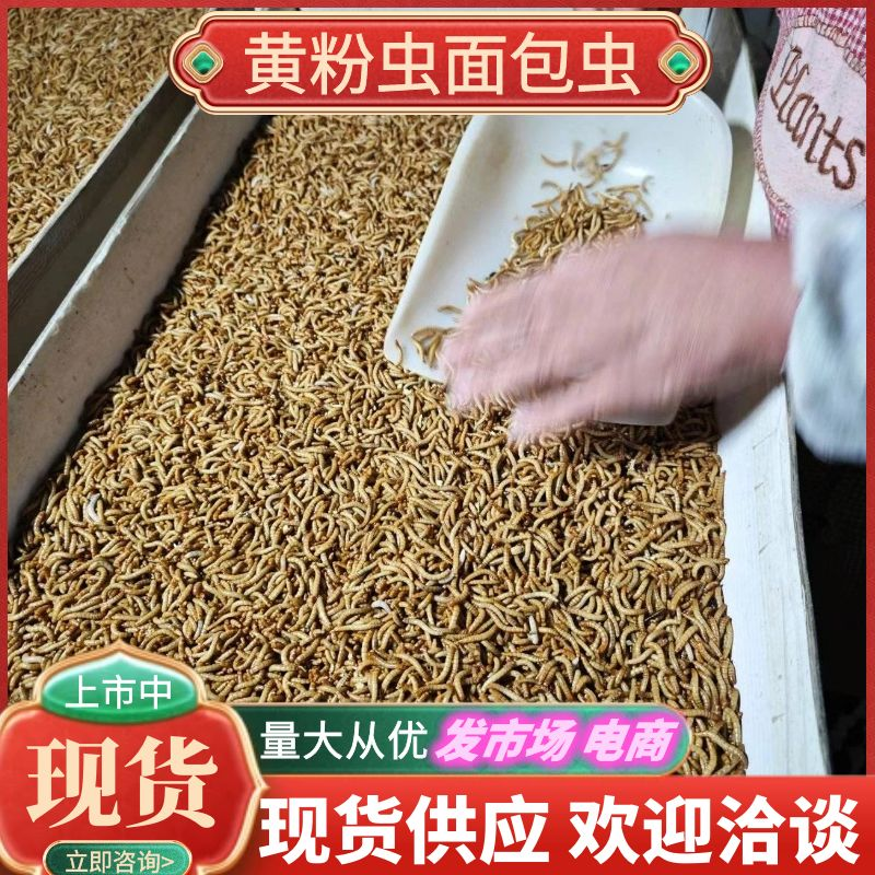 优质黄粉虫干虫面包虫基地直供自产自销质量保证