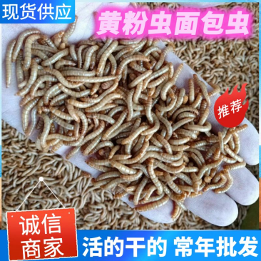 黄粉虫面包虫干虫基地自产自销规格齐全量大从优