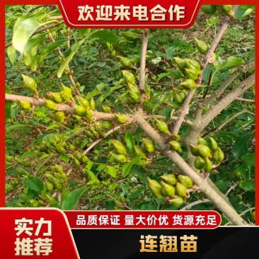 【推荐】宝鸡陇县高产药用连翘苗现挖现发提供技术指导
