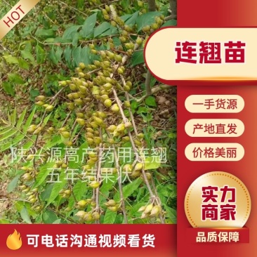 陕西连翘苗高产药用良种连翘苗基地直发包技术包回收