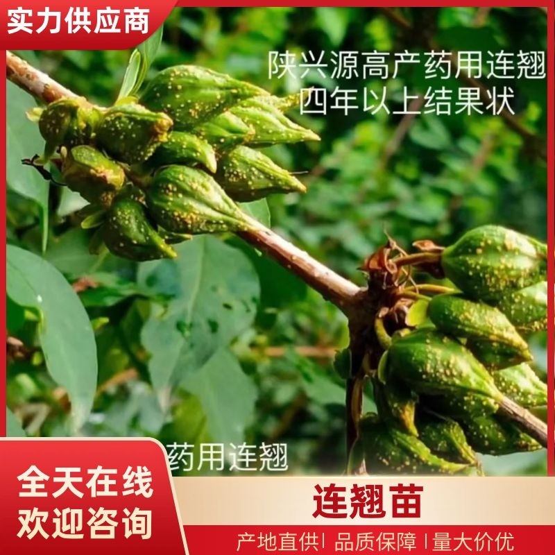 四年大苗陕西高产药用连翘基地直发包技术包回收