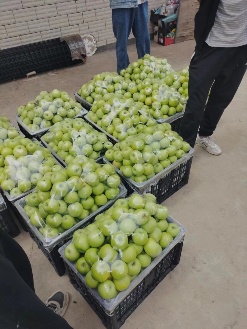云南苹果青香蕉苹果昭通货源充足量大从优现摘现发欢迎咨询