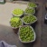 云南苹果青香蕉苹果昭通货源充足量大从优现摘现发欢迎咨询