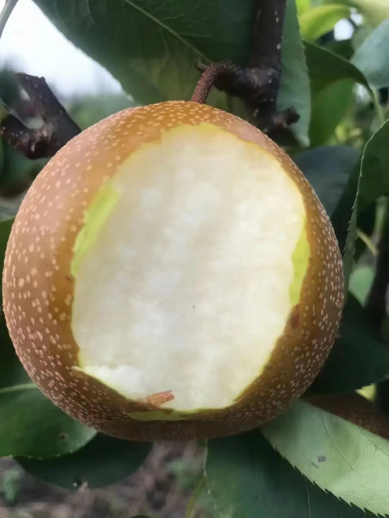 《热卖中》安徽砀山秋月梨大量上市，多汁脆甜保质保量