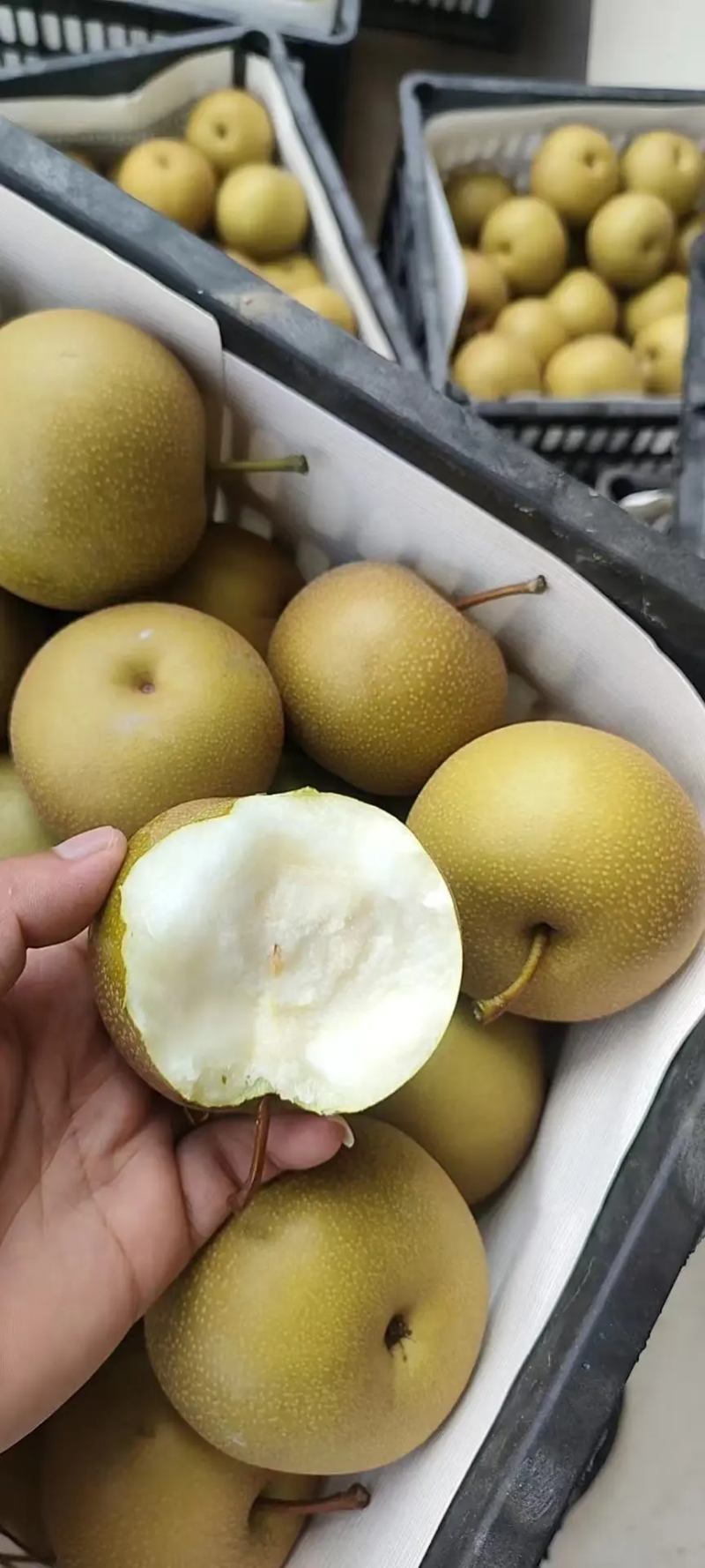 《热卖中》安徽砀山秋月梨大量上市，多汁脆甜保质保量