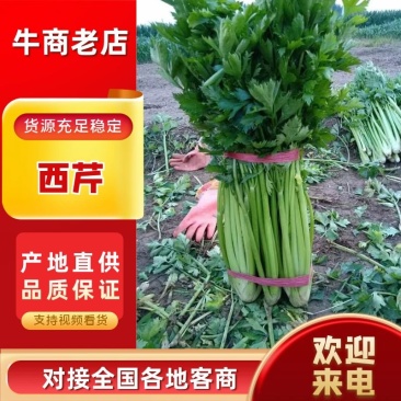 芹菜，产地芹菜，大概有500亩左右精品西芹，大量上市
