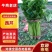 芹菜，产地芹菜，大概有500亩左右精品西芹，大量上市