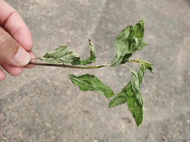 薄荷、中药材干货大量上市价格优惠支持视频看货欢迎来电