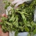 薄荷、中药材干货大量上市价格优惠支持视频看货欢迎来电