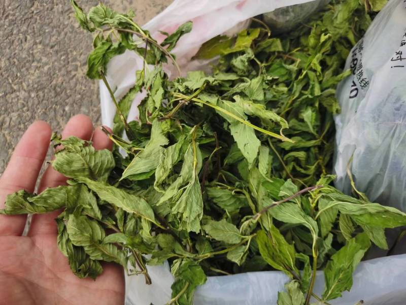 薄荷、中药材干货大量上市价格优惠支持视频看货欢迎来电