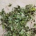 薄荷、中药材干货大量上市价格优惠支持视频看货欢迎来电