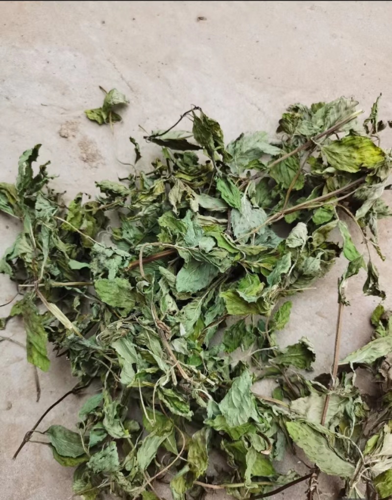 薄荷、中药材干货大量上市价格优惠支持视频看货欢迎来电