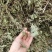 薄荷、中药材干货大量上市价格优惠支持视频看货欢迎来电