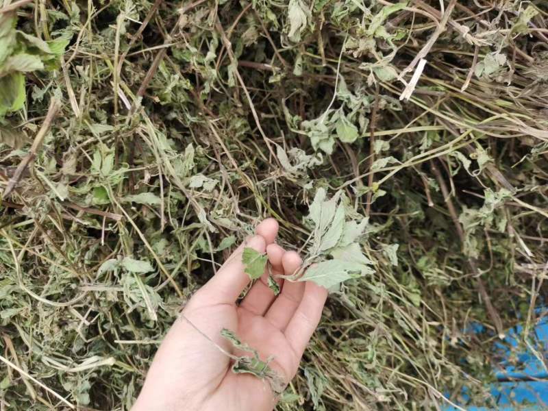 薄荷、中药材干货大量上市价格优惠支持视频看货欢迎来电