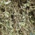 薄荷、中药材干货大量上市价格优惠支持视频看货欢迎来电