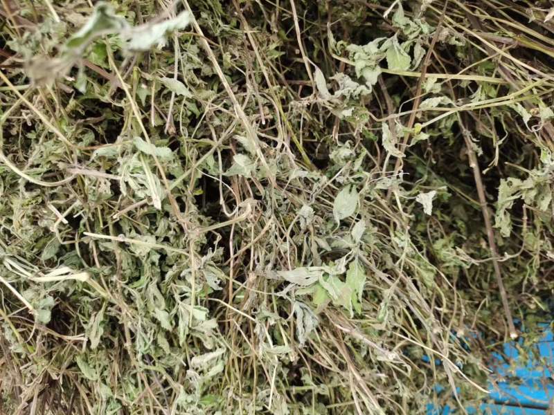 薄荷、中药材干货大量上市价格优惠支持视频看货欢迎来电