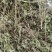 薄荷、中药材干货大量上市价格优惠支持视频看货欢迎来电