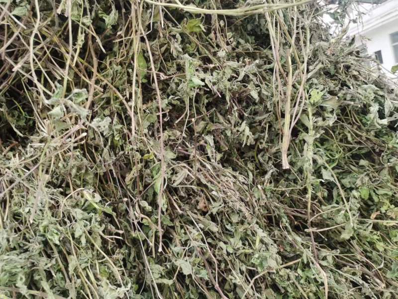 薄荷、中药材干货大量上市价格优惠支持视频看货欢迎来电