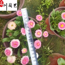 雏菊花卉杯苗批发颜色规格齐全成都苗基地直供量大优惠