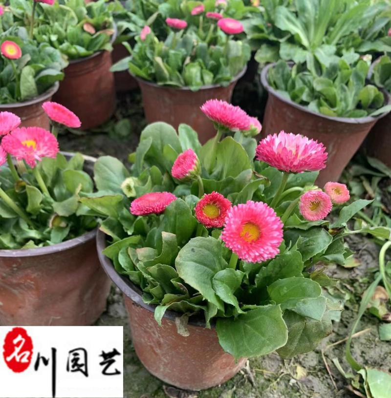 雏菊花卉杯苗批发颜色规格齐全成都苗基地直供量大优惠