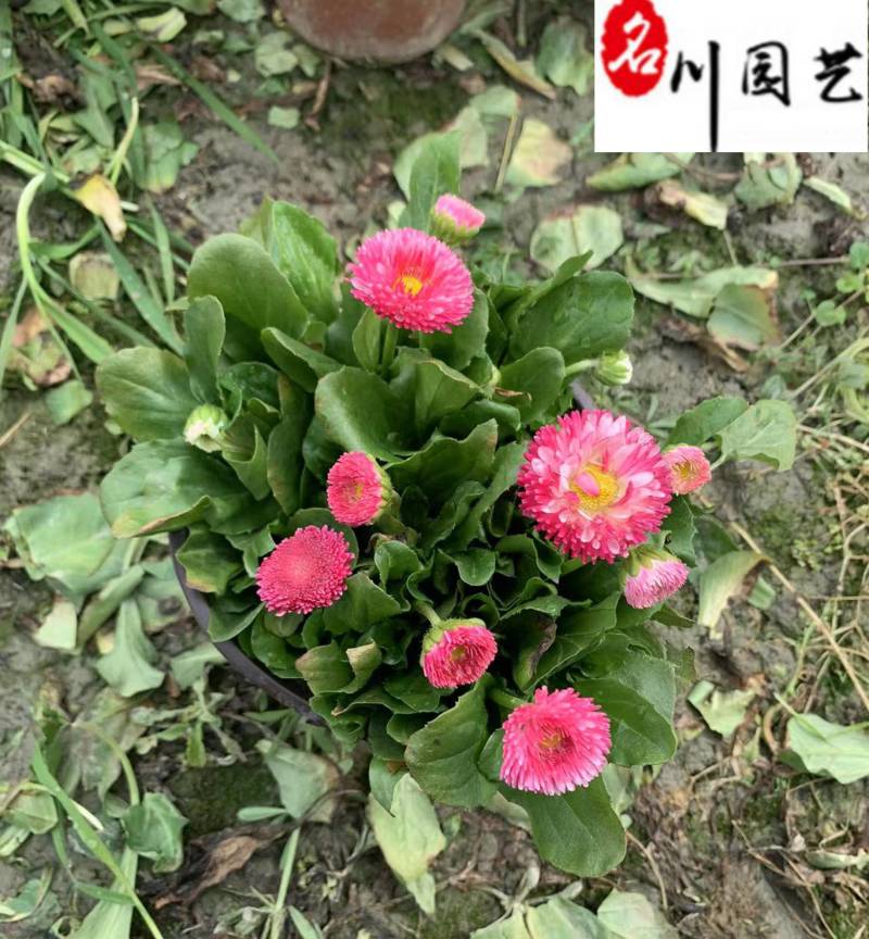 雏菊花卉杯苗批发颜色规格齐全成都苗基地直供量大优惠