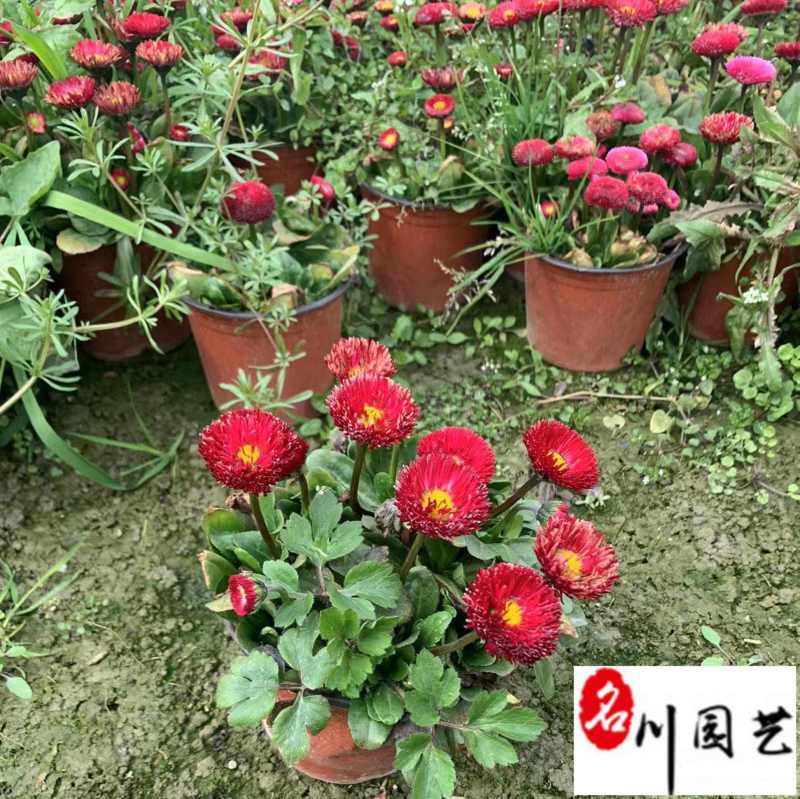 雏菊花卉杯苗批发颜色规格齐全成都苗基地直供量大优惠