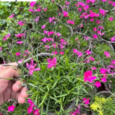 石竹苗圃基地供应花期长花色丰富成都时令草花批发专营
