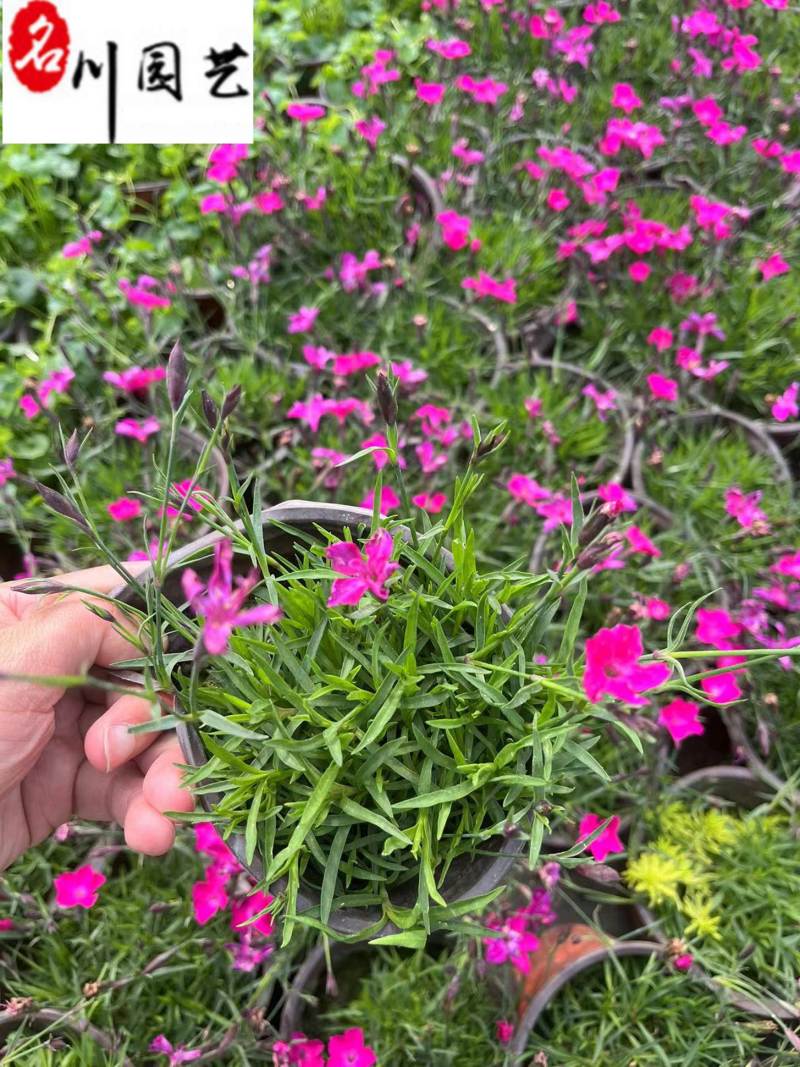 石竹苗圃基地供应花期长花色丰富成都时令草花批发专营