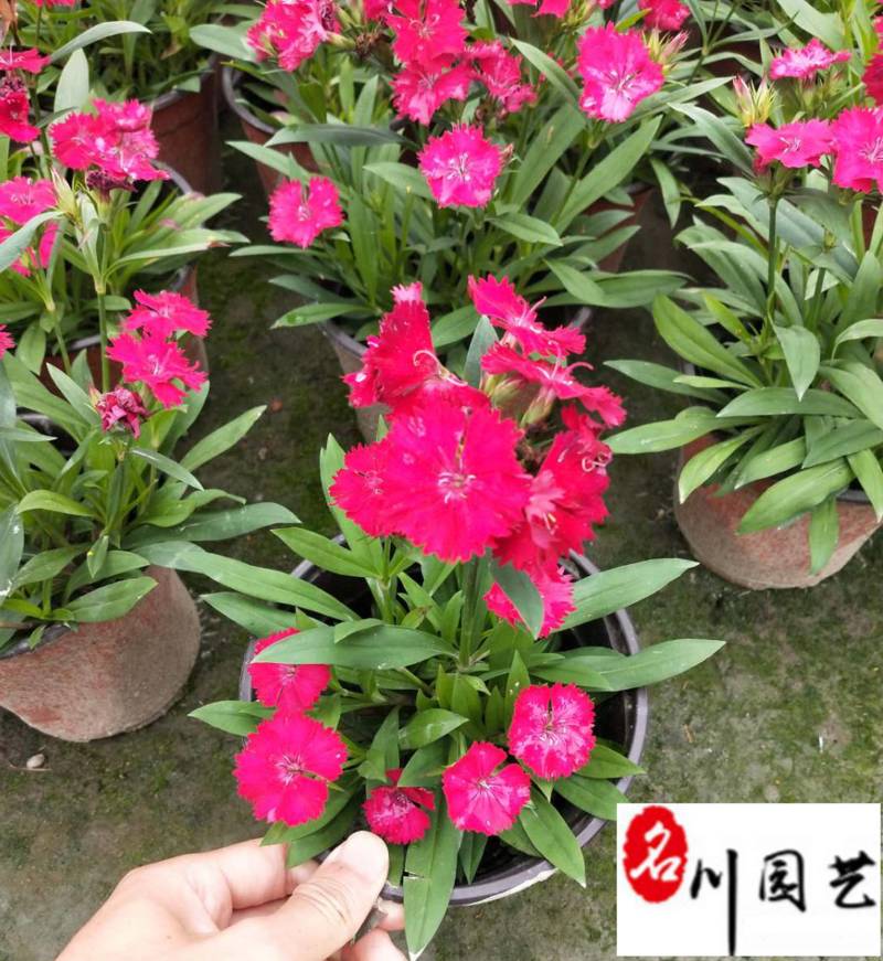 石竹苗圃基地供应花期长花色丰富成都时令草花批发专营