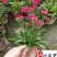 石竹苗圃基地供应花期长花色丰富成都时令草花批发专营