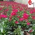 石竹苗圃基地供应花期长花色丰富成都时令草花批发专营