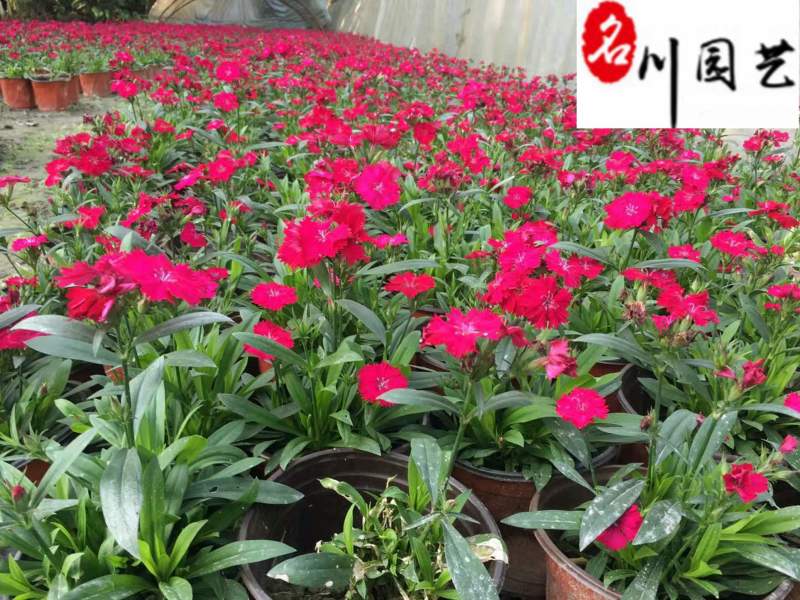 石竹苗圃基地供应花期长花色丰富成都时令草花批发专营
