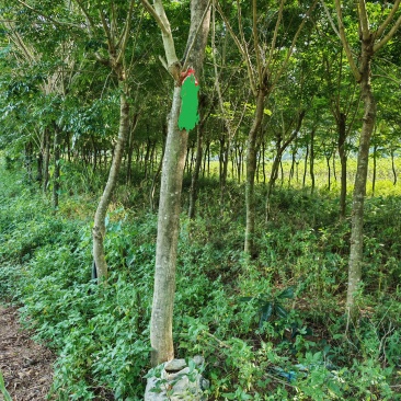 （推荐·）黄花梨树产地一手货源可以任意挑选，支持视频看货