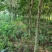 （推荐·）黄花梨树产地一手货源可以任意挑选，支持视频看货