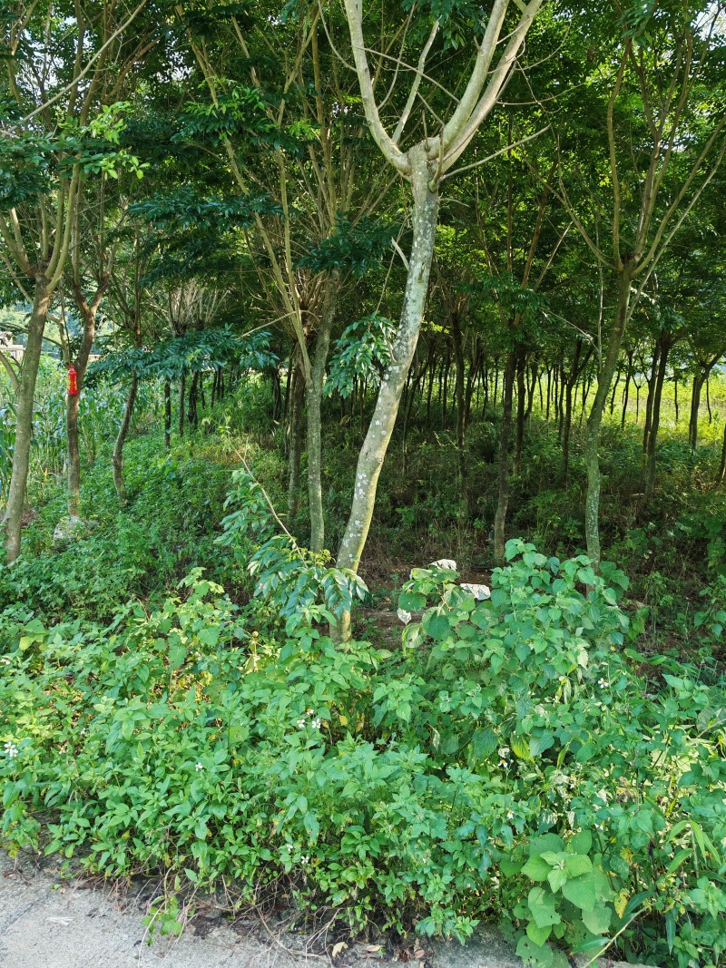 （推荐·）黄花梨树产地一手货源可以任意挑选，支持视频看货